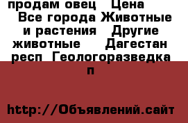  продам овец › Цена ­ 100 - Все города Животные и растения » Другие животные   . Дагестан респ.,Геологоразведка п.